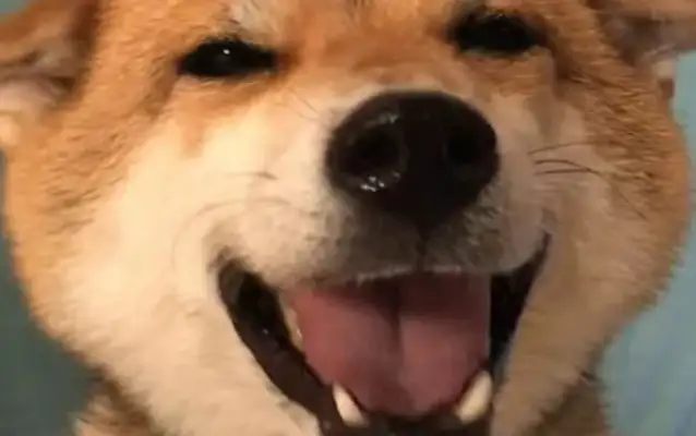 The