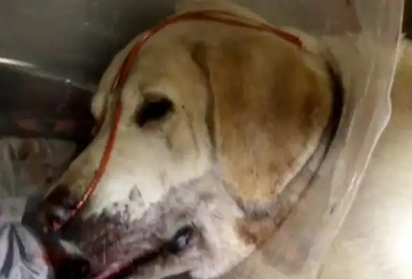 The owner met the snake, but the dog was poisoned after he saved him