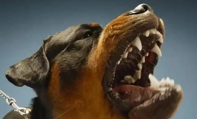 The old man poisoned 22 pet dogs and was sentenced to three years plus $50,000