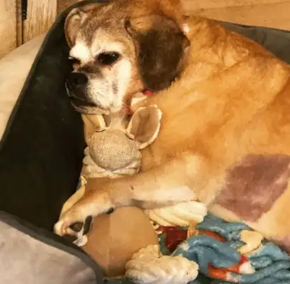 Fat dogs won't live for two months