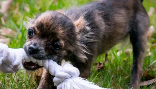 The main man was wounded in the snow, and the loyal dog used his body to keep him warm for 20 hours