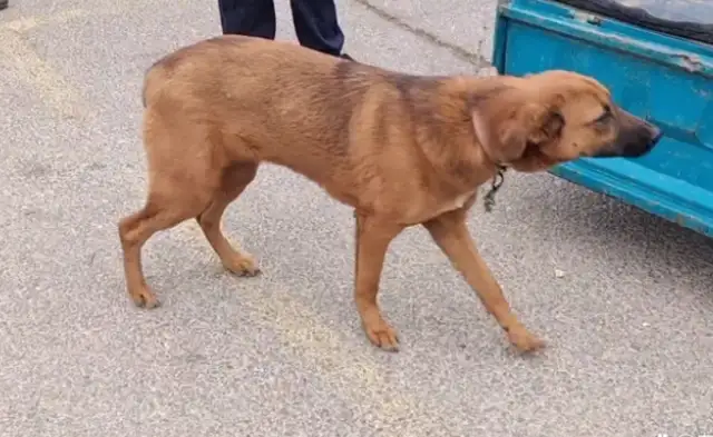 A tug with a tail, or a 620-seller. Ma: Go with him! My dog is good
