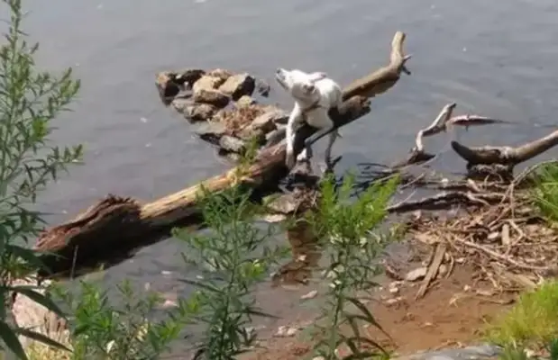 The dog was tied to wood and left out of the river
