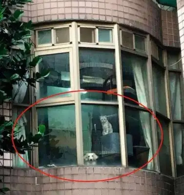 The master came home from work and saw his own cat and dog on the window: the fool came back
