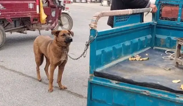 A tug with a tail, or a 620-seller. Ma: Go with him! My dog is good