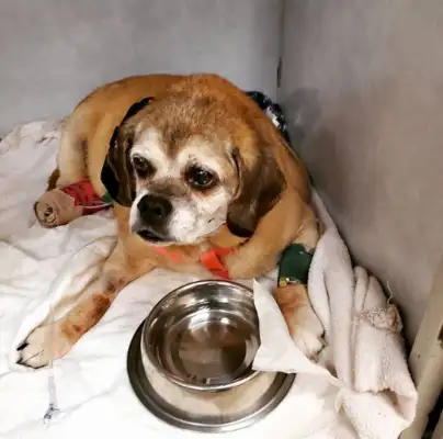 Fat dogs won't live for two months