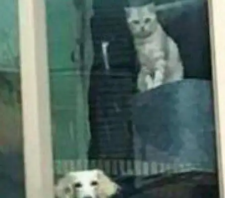 The master came home from work and saw his own cat and dog on the window: the fool came back
