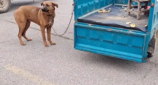 A tug with a tail, or a 620-seller. Ma: Go with him! My dog is good