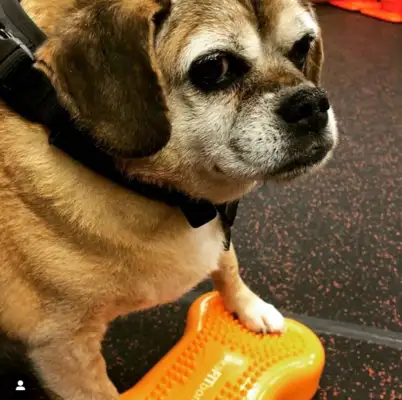 Fat dogs won't live for two months