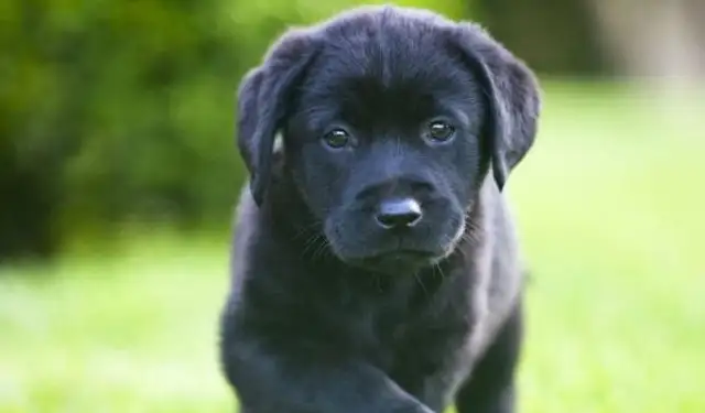 Do you need a dog certificate