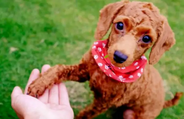 Do these things to the dog. He doesn't bite you