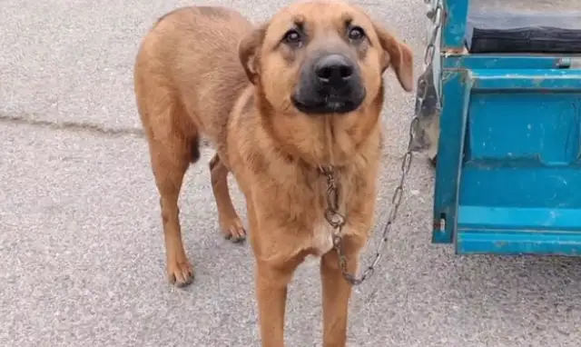 A tug with a tail, or a 620-seller. Ma: Go with him! My dog is good