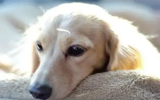 Pet parasitic knowledge, type, hazard behaviour, etc