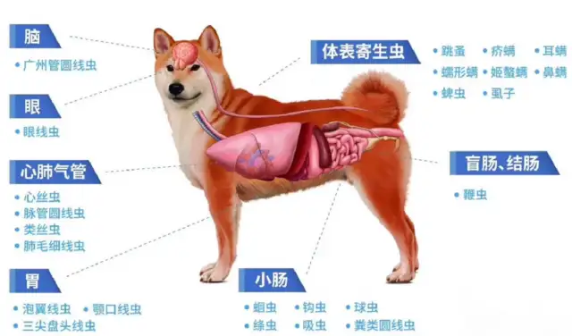 Pet parasitic knowledge, type, hazard behaviour, etc