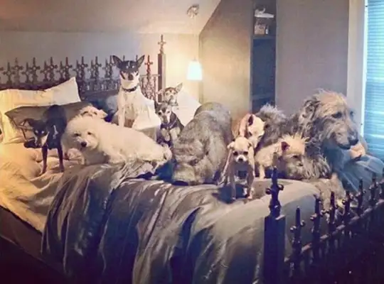 The men of America built a family of 10 dogs, 4 birds, 2 cats, 1 rabbit and a fish