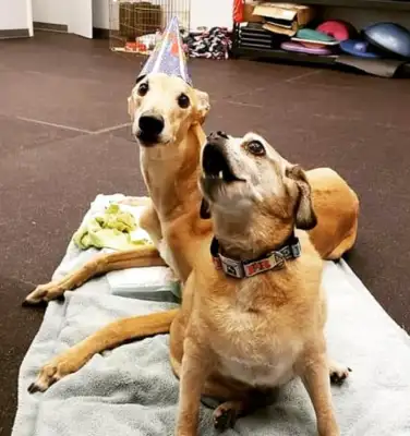Fat dogs won't live for two months