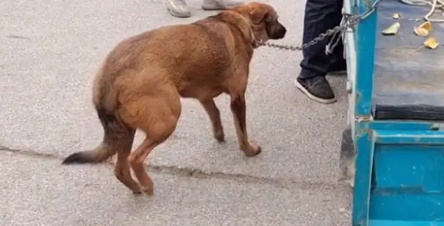 A tug with a tail, or a 620-seller. Ma: Go with him! My dog is good