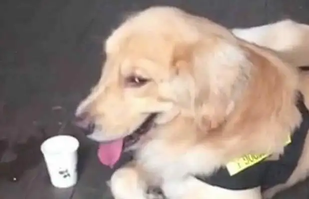 Golden hair is so strong, pretend the dogs are in the police station, dog: the chicken legs are delicious