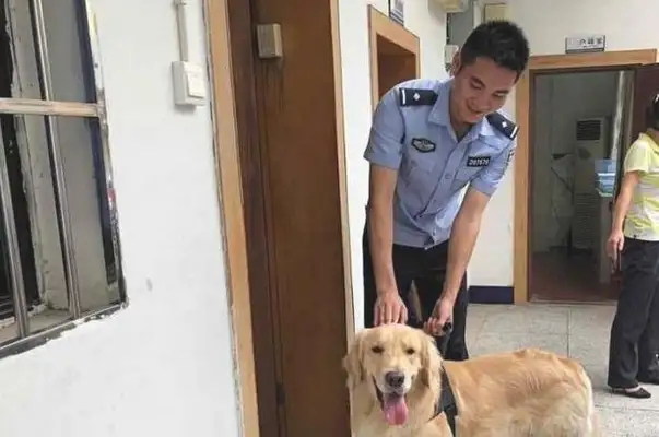 Golden hair is so strong, pretend the dogs are in the police station, dog: the chicken legs are delicious