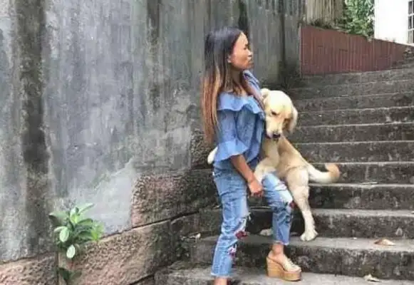 Golden hair is so strong, pretend the dogs are in the police station, dog: the chicken legs are delicious