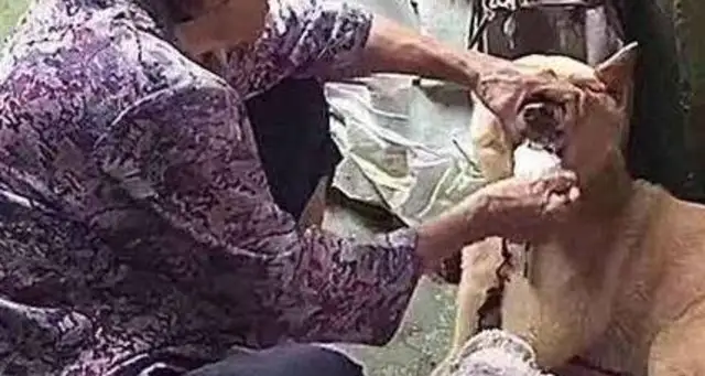 The dog doesn't want to eat without meat. Grandma's operation makes people look stupid: Chon is still hot