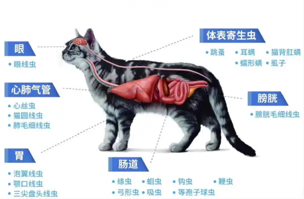 Pet parasitic knowledge, type, hazard behaviour, etc
