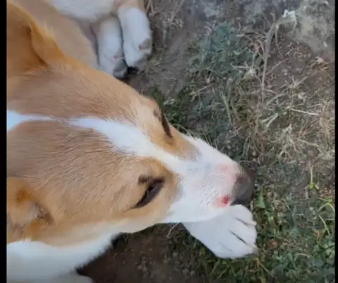 The master took Corky on a field trip, and it cost him 40,000 to be treated because of a sudden paralysis
