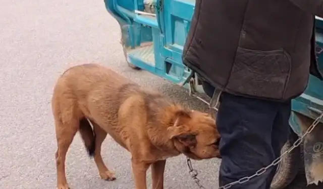 A tug with a tail, or a 620-seller. Ma: Go with him! My dog is good