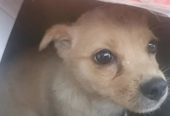 The girl picked up a dog on the way home and almost laughed when she came home from the bathroom