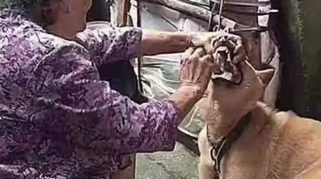 The dog doesn't want to eat without meat. Grandma's operation makes people look stupid: Chon is still hot