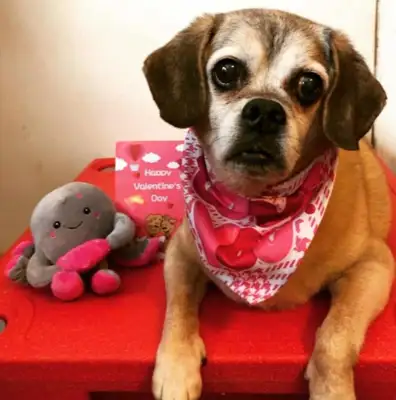 Fat dogs won't live for two months