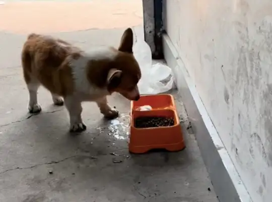 The dog takes the water into the dog's grain before eating. Dog: Too hard