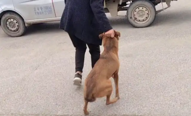 A tug with a tail, or a 620-seller. Ma: Go with him! My dog is good