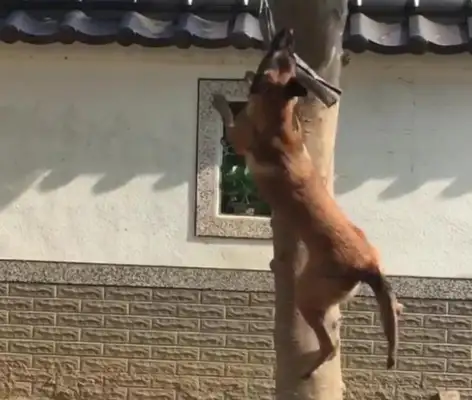 Dogs hang around trees and they don't move