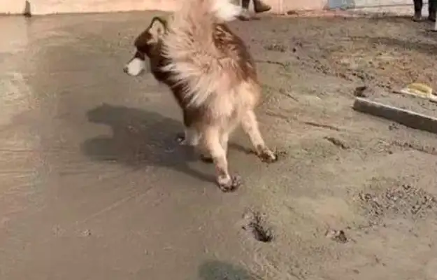 The Alaskan dogs ran to the cement tunnel next door, and the workers saw it