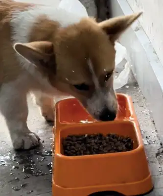 The dog takes the water into the dog's grain before eating. Dog: Too hard