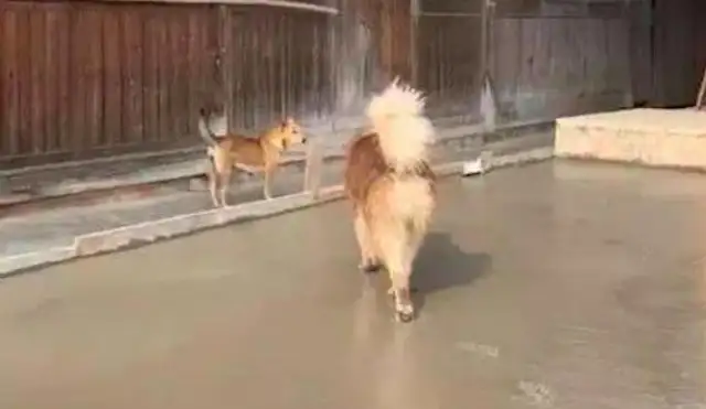The Alaskan dogs ran to the cement tunnel next door, and the workers saw it