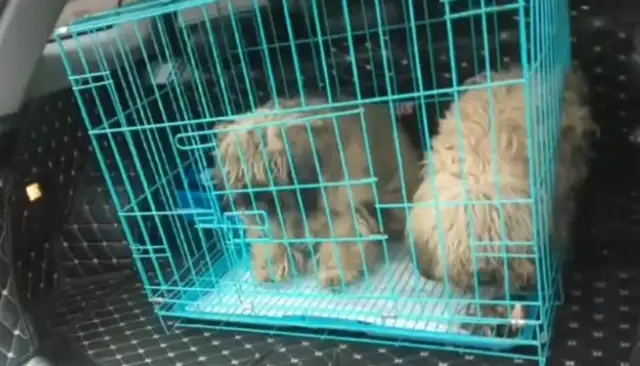 Not only did he ignore them, he sold Teddy to the doghouse
