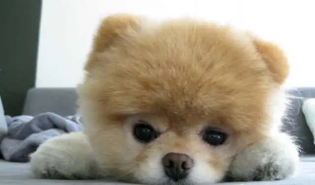The most popular pet star on the Internet, Bommy Dog Boo, has a number of 16 million fans。