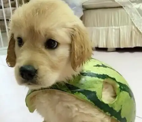 Squawk officials messing around, making clothes for dogs with watermelon skins, turning little blondes into turtles