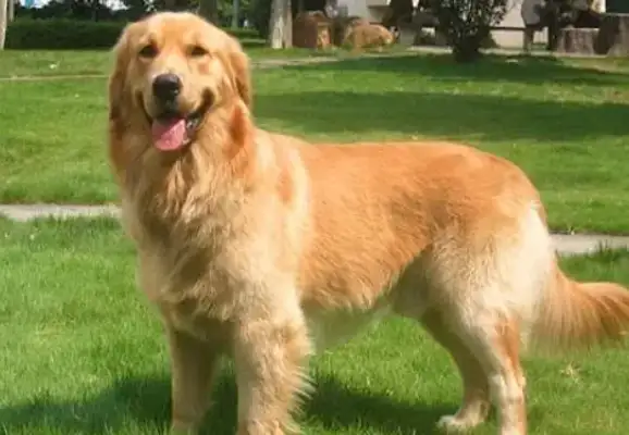 Is it really that hard to have a dog? The golden hair I lost。
