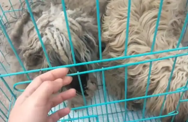 Not only did he ignore them, he sold Teddy to the doghouse