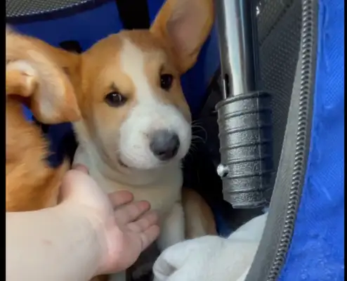 The master took Corky on a field trip, and it cost him 40,000 to be treated because of a sudden paralysis