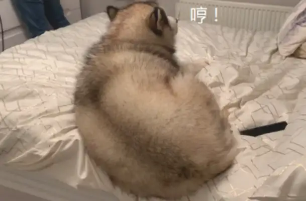 The heroine just said she'd go home and rest, but the fat boy went to bed first