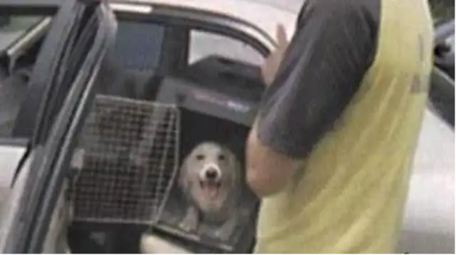 Make sure these three steps get the dog in the car and drive safely