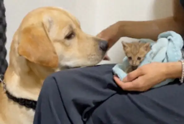 The master and the dog spoke for half a day. He turned his head and bit the cat