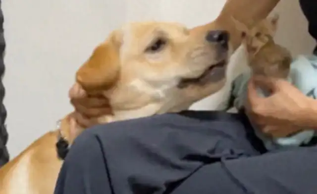 The master and the dog spoke for half a day. He turned his head and bit the cat