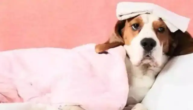 Parental experience sharing: What if the baby dog gets cold