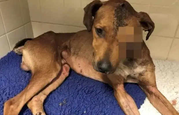 There's been a terrible dog abuse in England. Eye