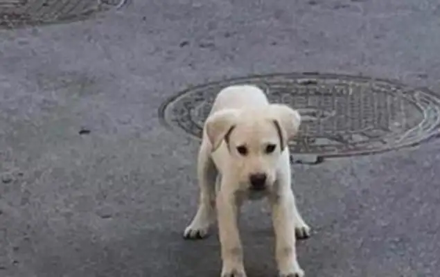Neighbors picked up a little stray dog. I didn't know it was two days before he came home